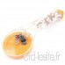Plastic Zéolite Filtering eau embrun Shower Head orange clair - B01F00S0IS